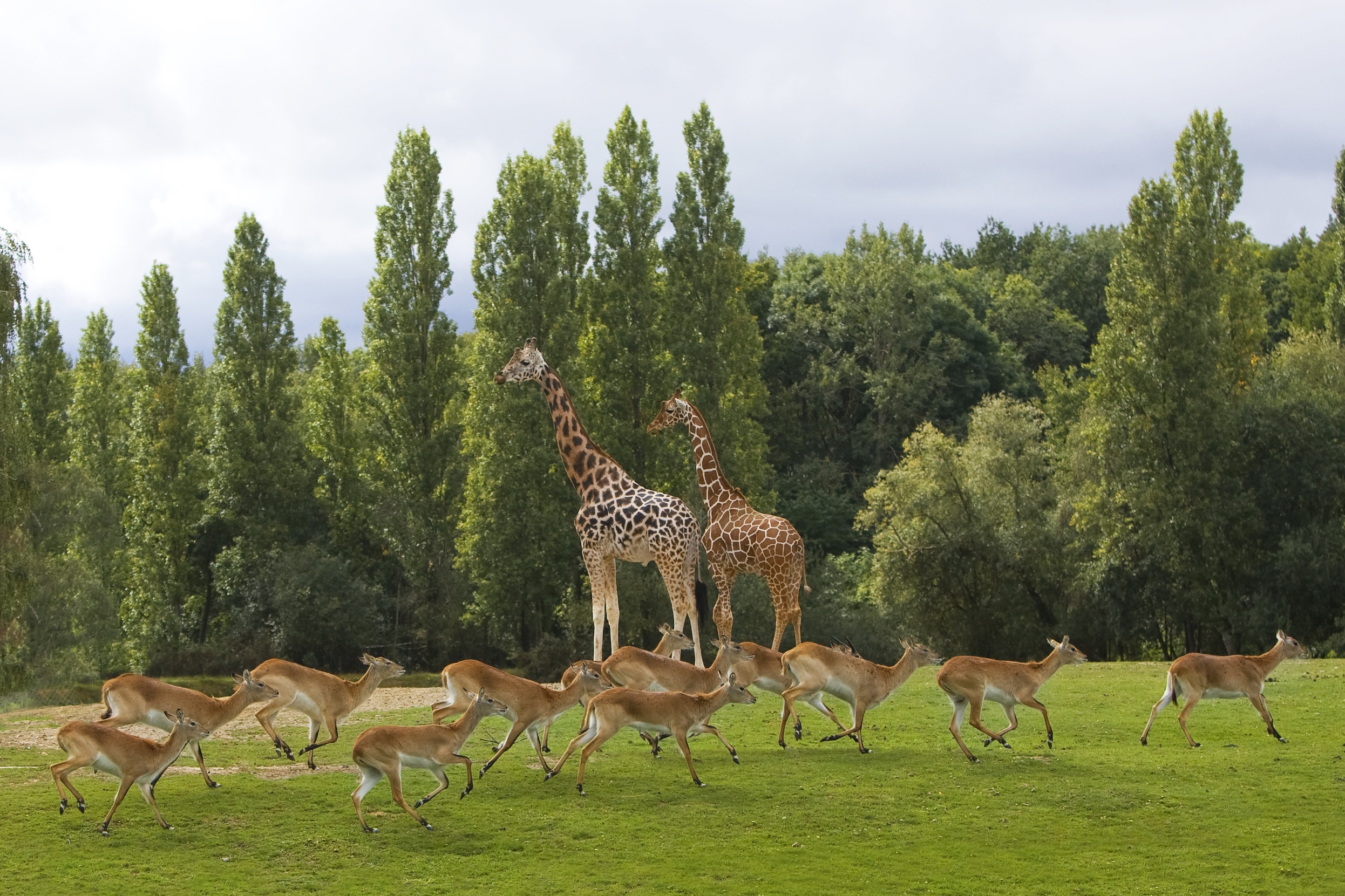 Zoo Safari de Thoiry Yvelines